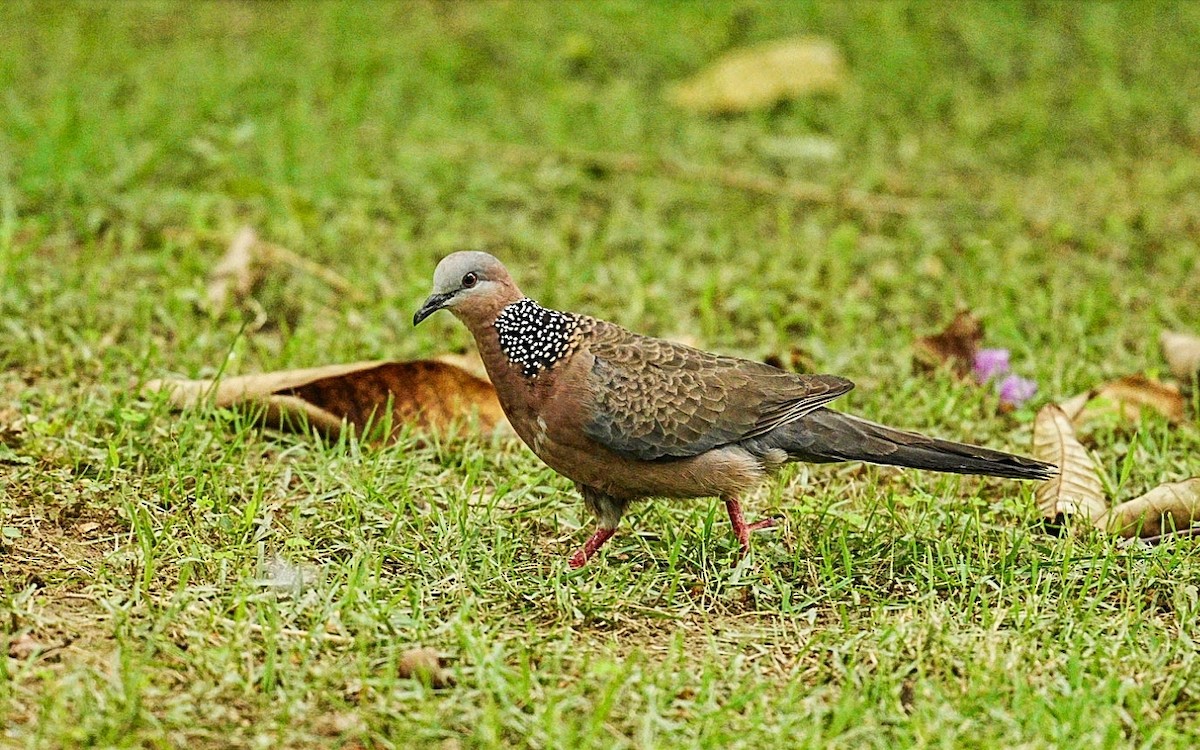 Spotted Dove - Chee Keong Chan