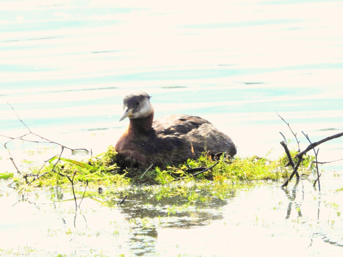 Red-necked Grebe - ML620738986