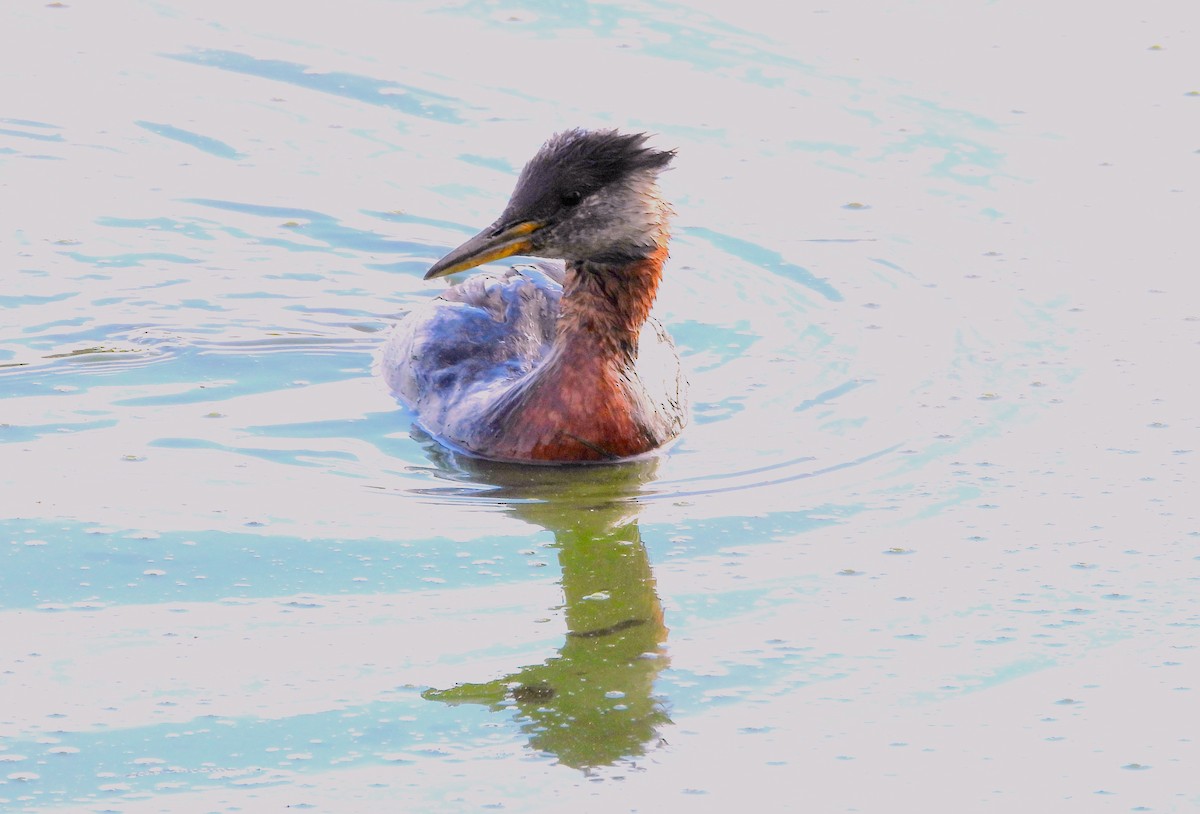 Red-necked Grebe - ML620738987