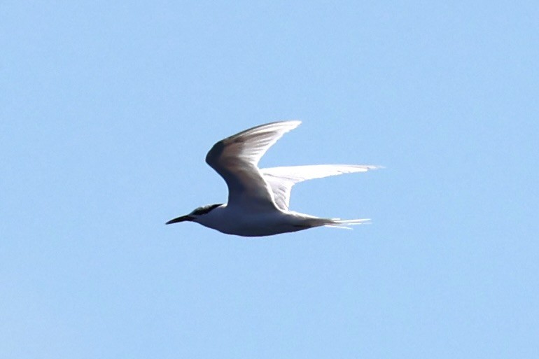 Great Crested Tern - ML620738991