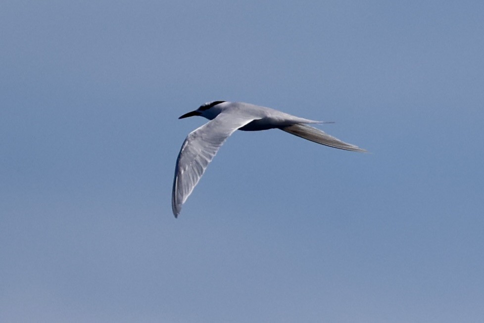 Great Crested Tern - ML620738992
