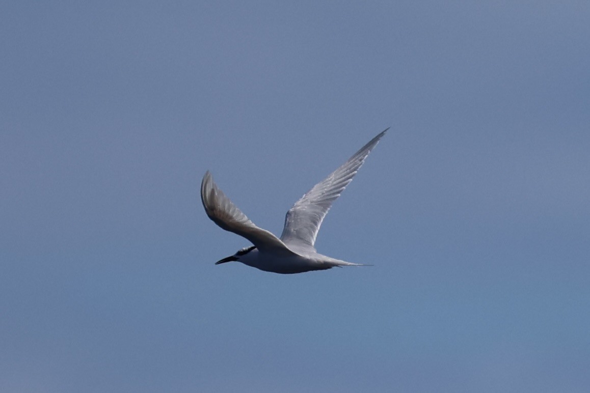 Great Crested Tern - ML620738993