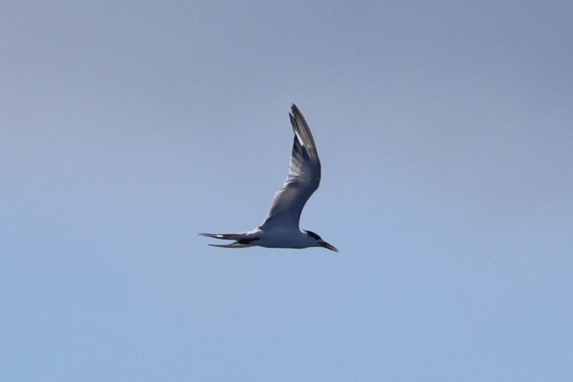 Great Crested Tern - ML620738995