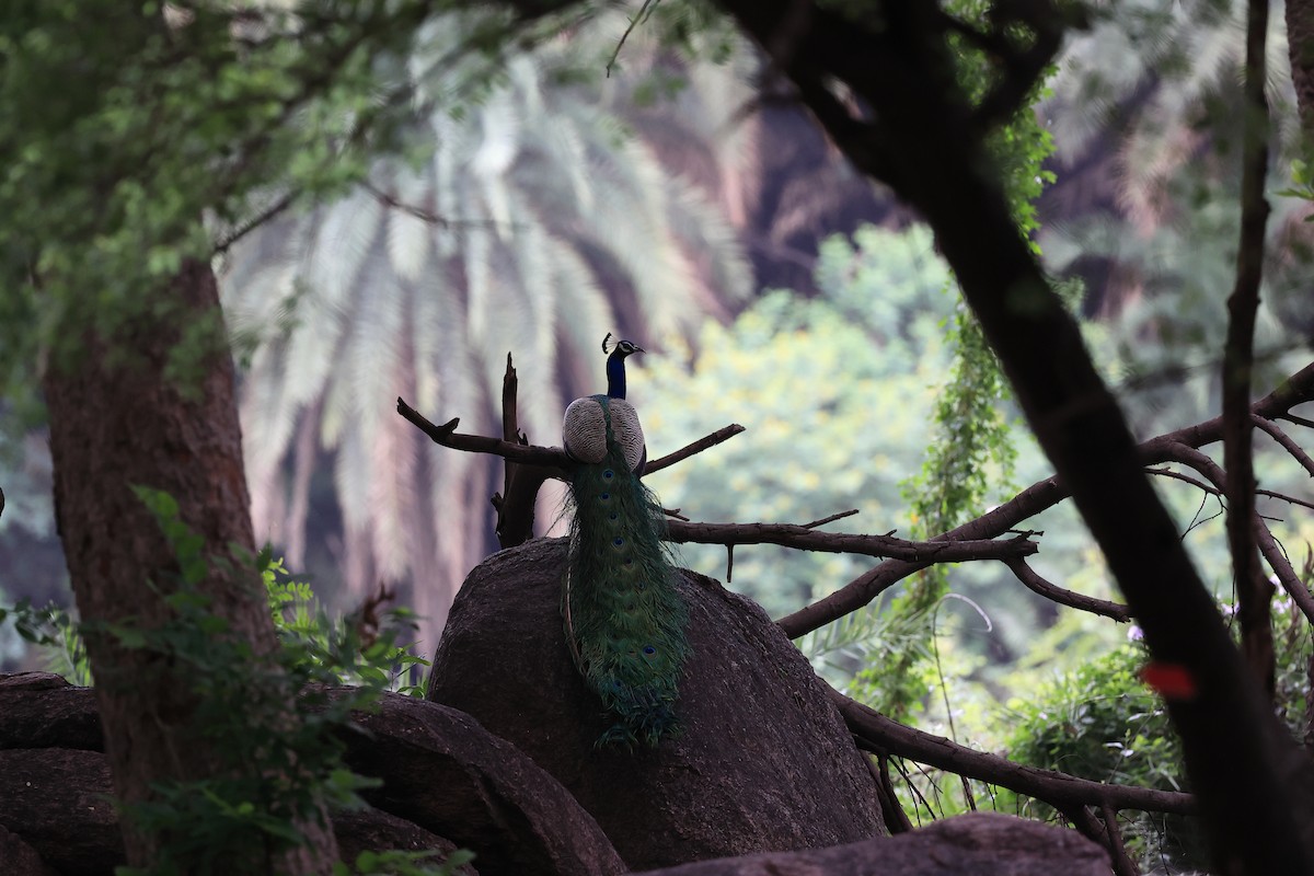 Indian Peafowl - ML620738996