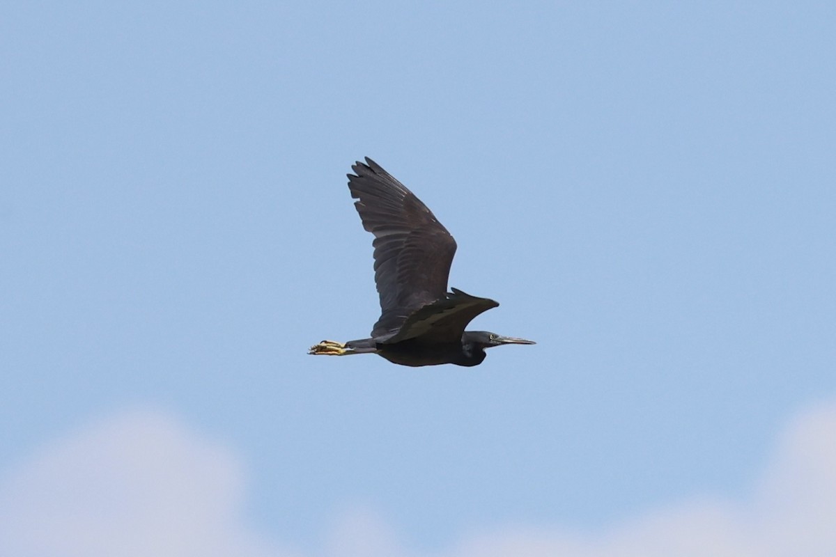 Pacific Reef-Heron - Andrew William