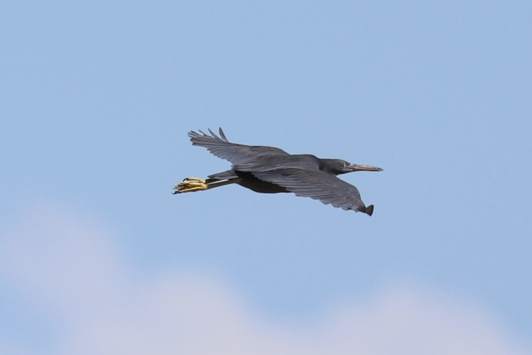 Pacific Reef-Heron - ML620738998