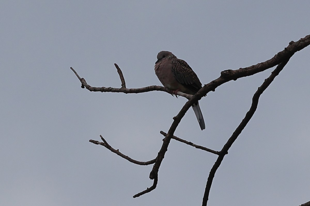 Spotted Dove - ML620739003