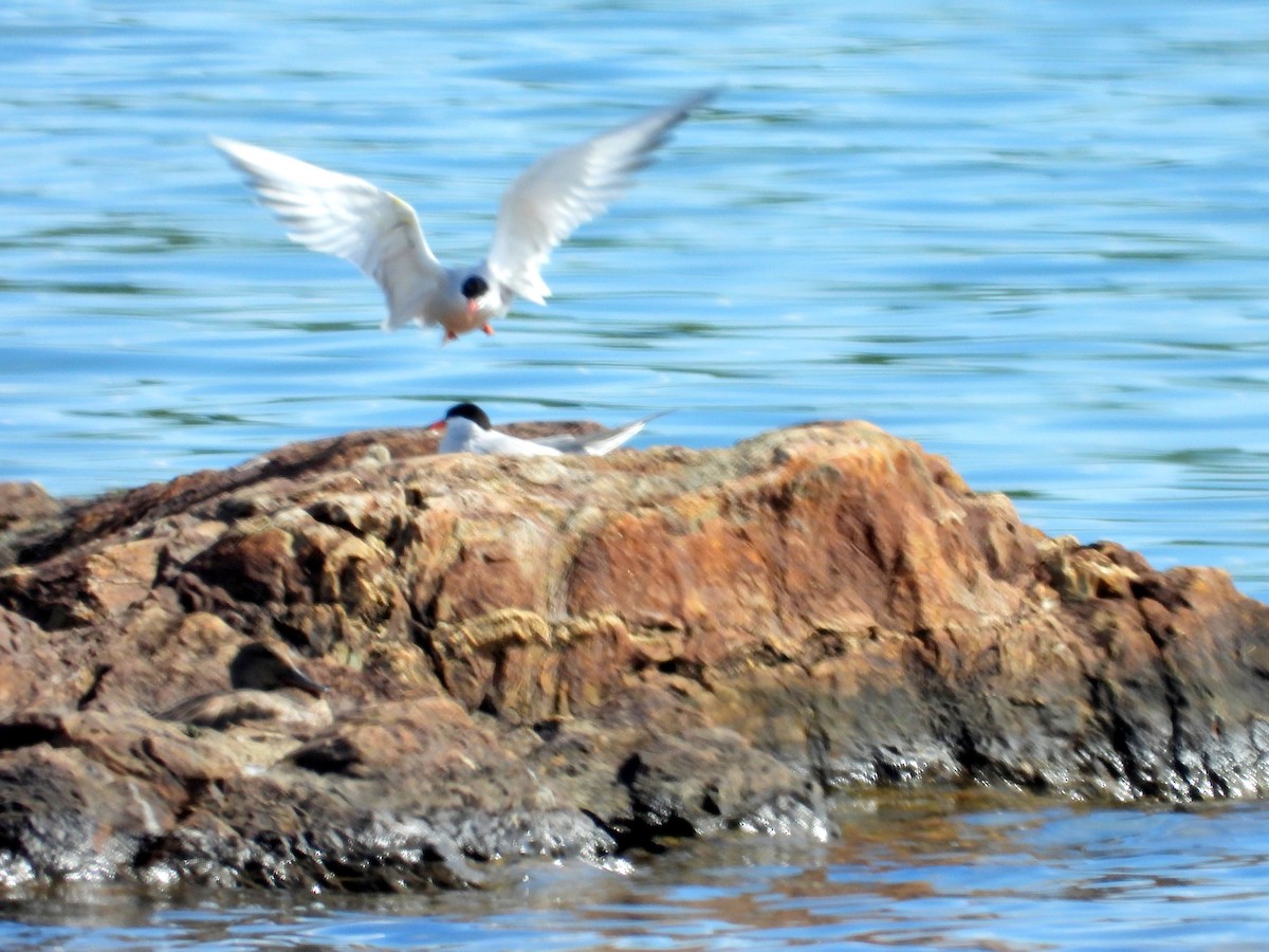 Common Tern - ML620739007