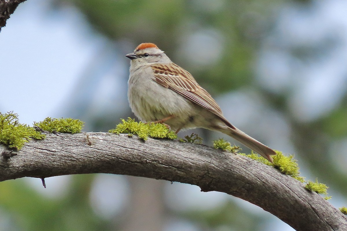Chipping Sparrow - ML620739008