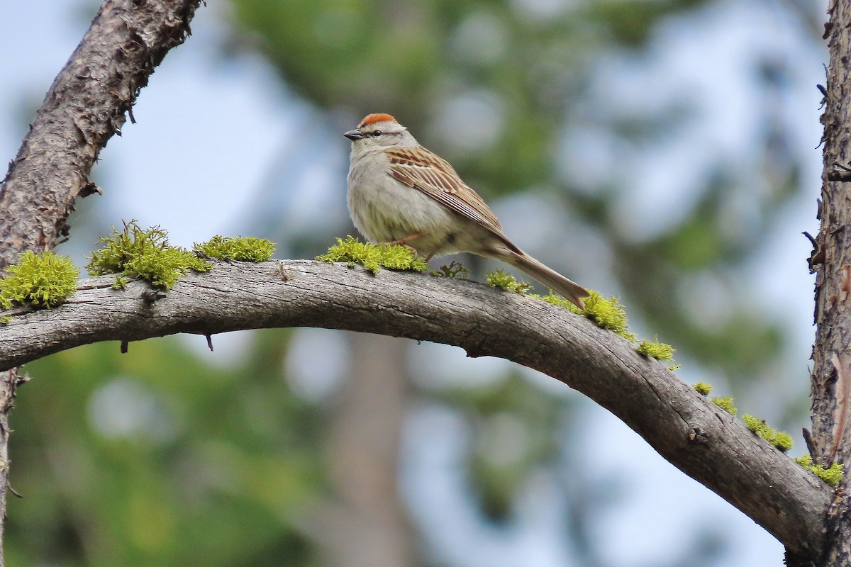 Chipping Sparrow - ML620739009