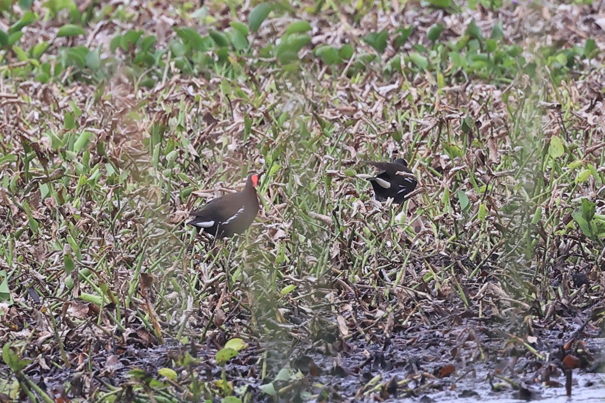 Eurasian Moorhen - ML620739010