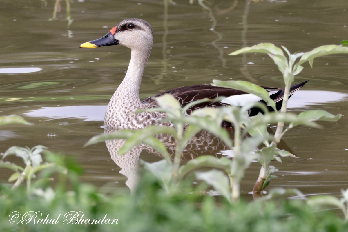 Indien-Fleckschnabelente - ML620739011