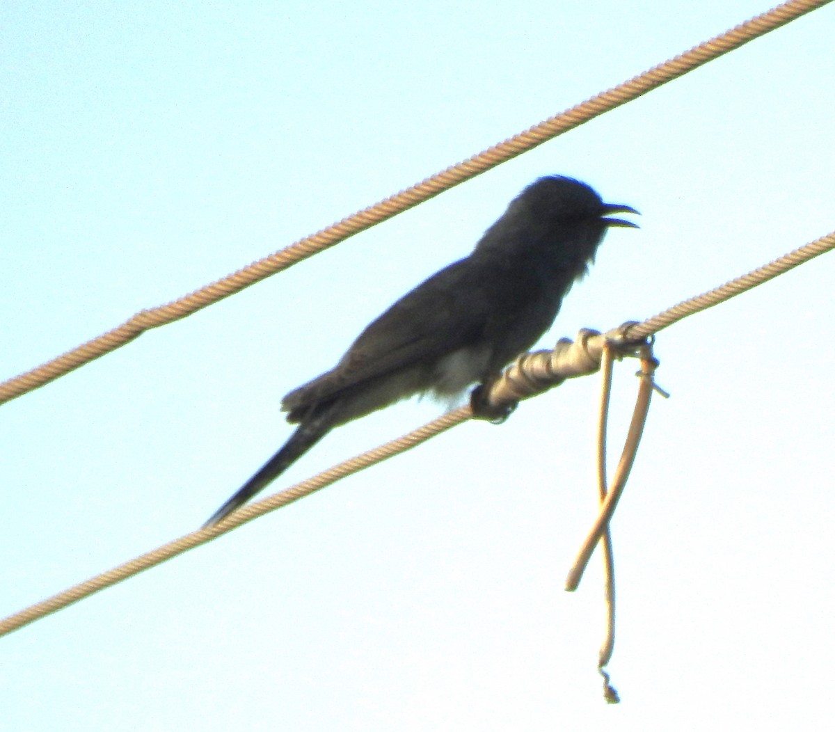 Gray-bellied Cuckoo - ML620739013