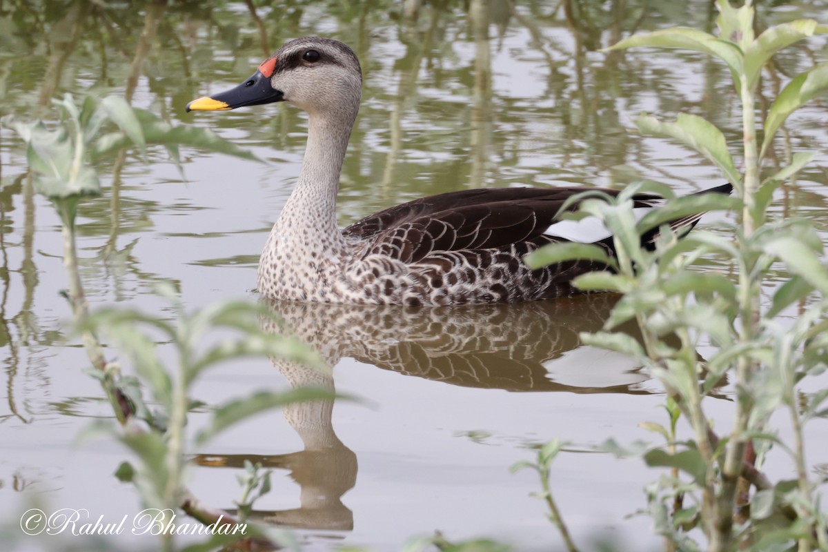 Indian Spot-billed Duck - Rahul Bhandari