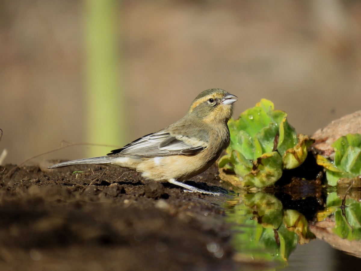 Cinnamon Warbling Finch - ML620739019