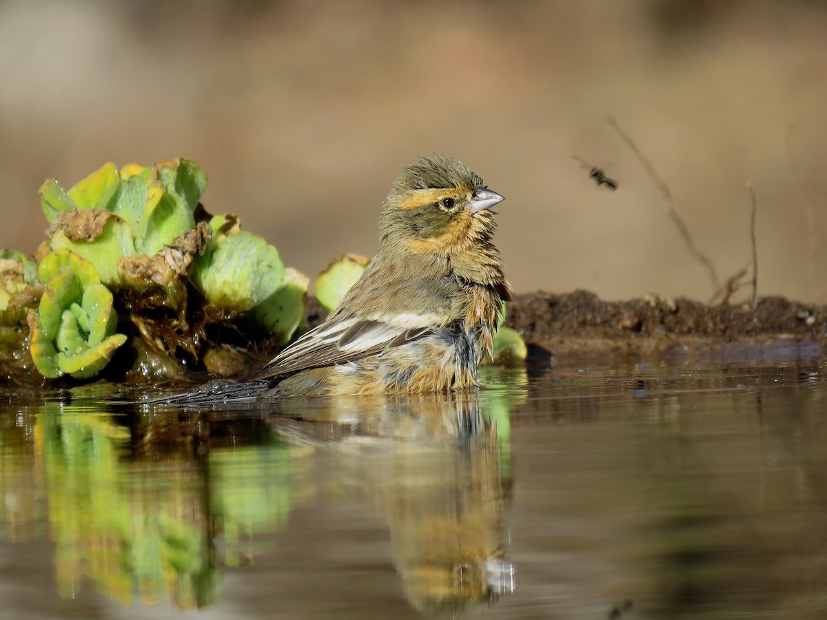 Cinnamon Warbling Finch - ML620739020