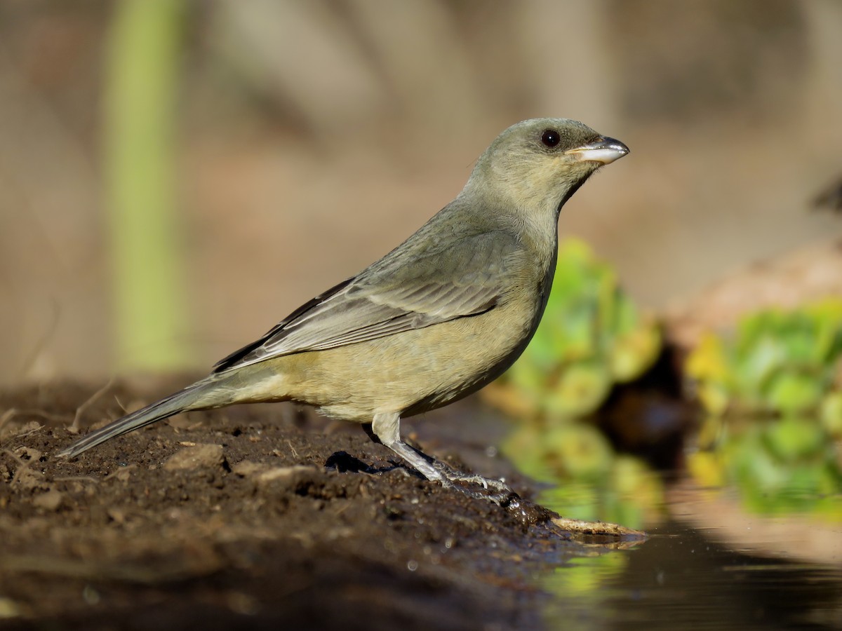 Blue-and-yellow Tanager - ML620739038