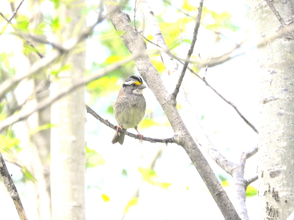 White-throated Sparrow - ML620739040