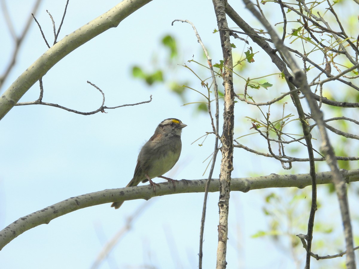 White-throated Sparrow - ML620739041