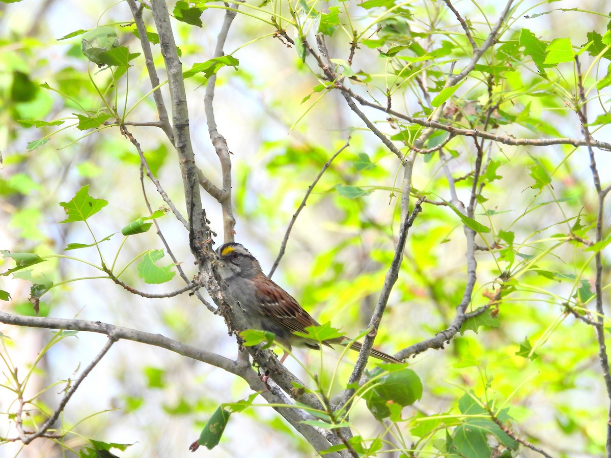 White-throated Sparrow - ML620739042