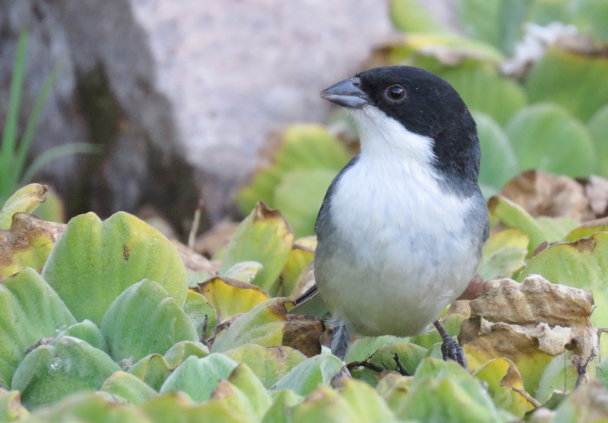 Black-capped Warbling Finch - ML620739048