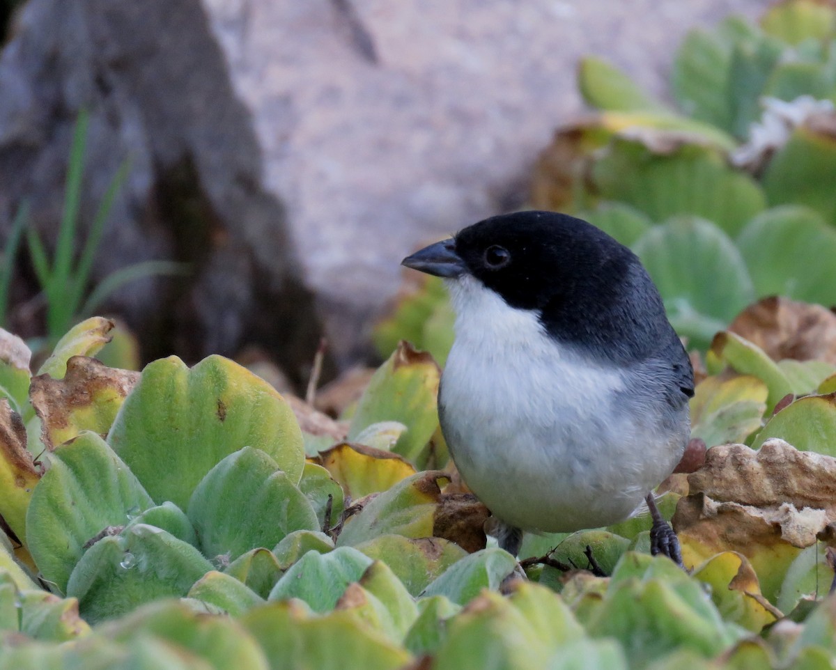 Black-capped Warbling Finch - ML620739049