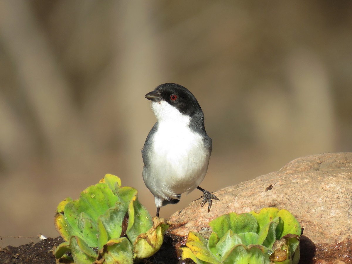 Black-capped Warbling Finch - ML620739050