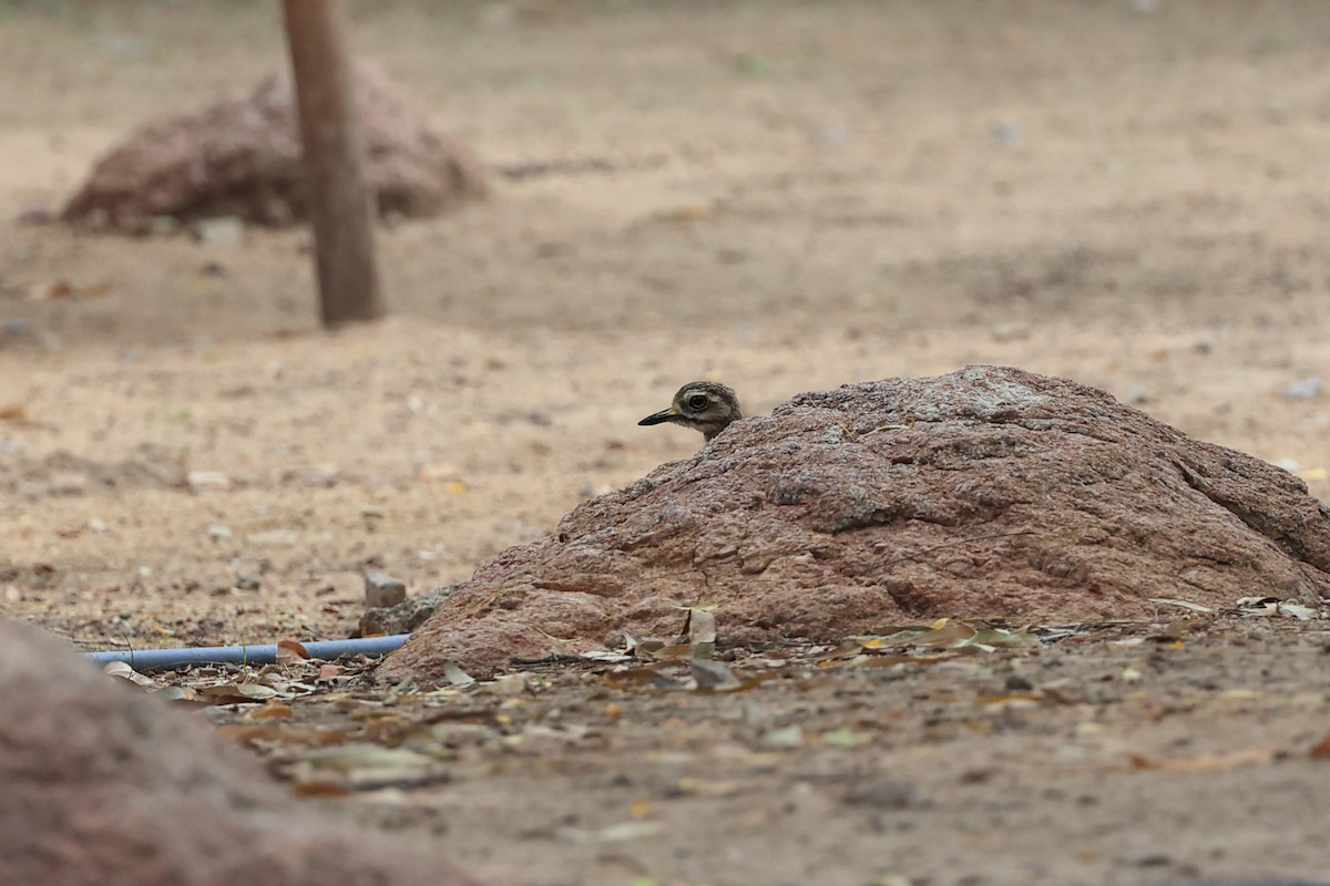 Indian Thick-knee - ML620739055