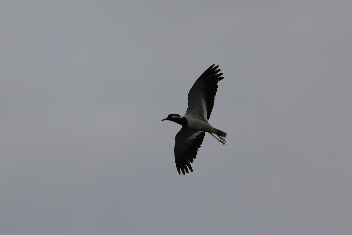 Red-wattled Lapwing - ML620739059