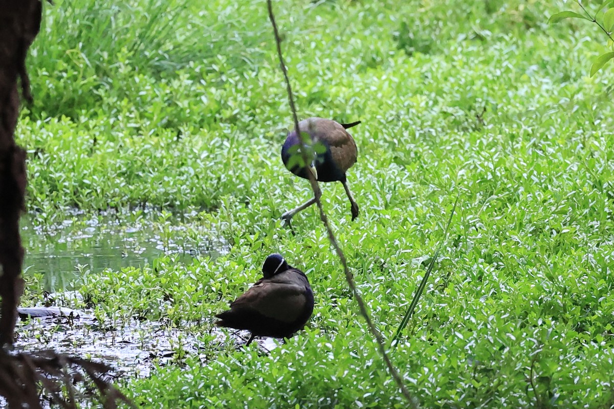 Bronze-winged Jacana - ML620739060