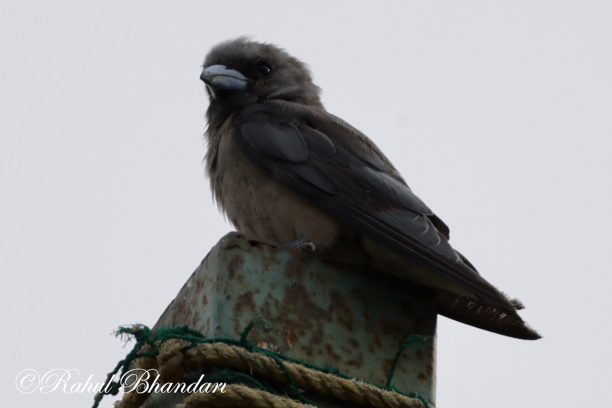 Ashy Woodswallow - ML620739070