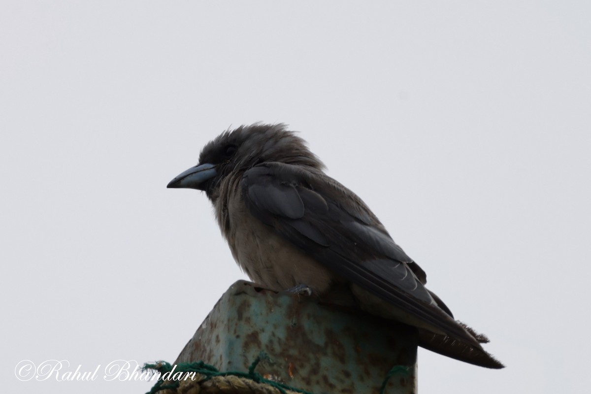 Ashy Woodswallow - ML620739072