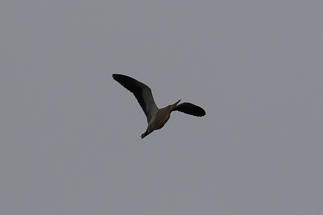 Yellow Bittern - ML620739085