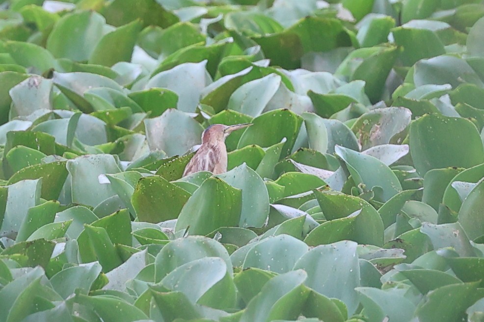 Yellow Bittern - ML620739087