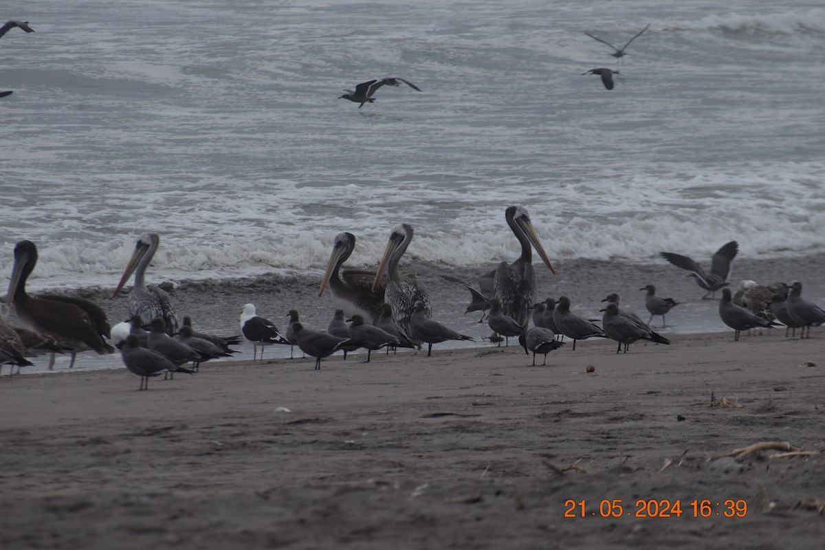 Peruvian Pelican - ML620739102