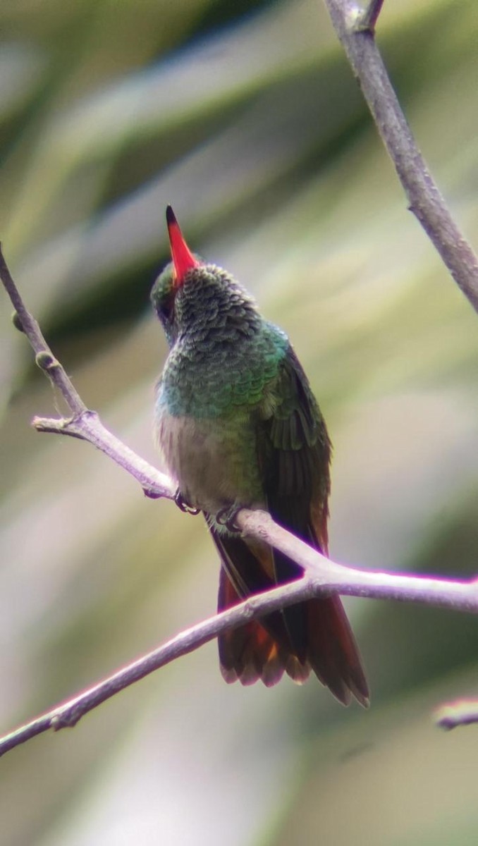 Rufous-tailed Hummingbird - ML620739107