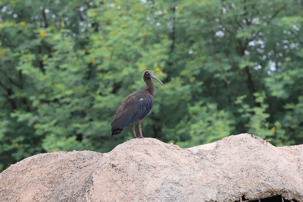 Red-naped Ibis - ML620739113