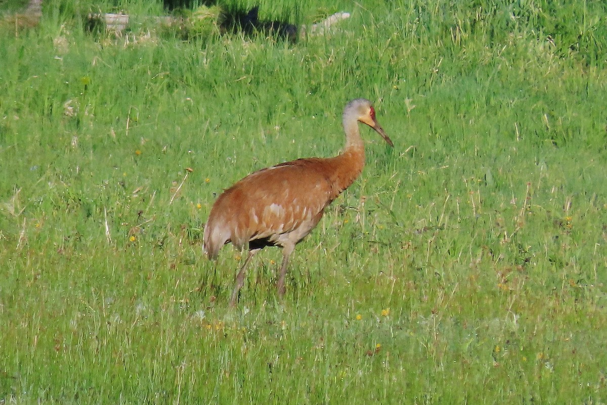 Sandhill Crane - ML620739116