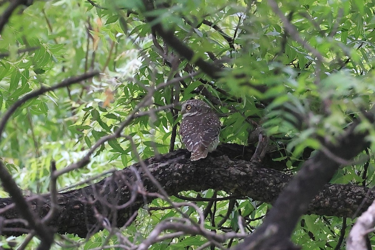 Spotted Owlet - ML620739117