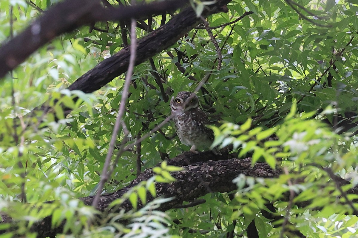 Spotted Owlet - ML620739118