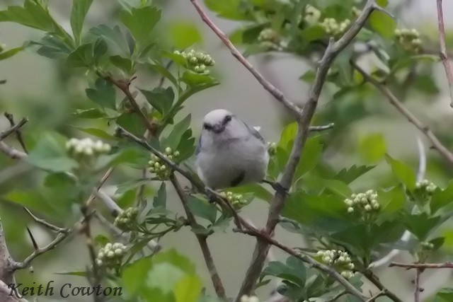 Синиця біла - ML620739121