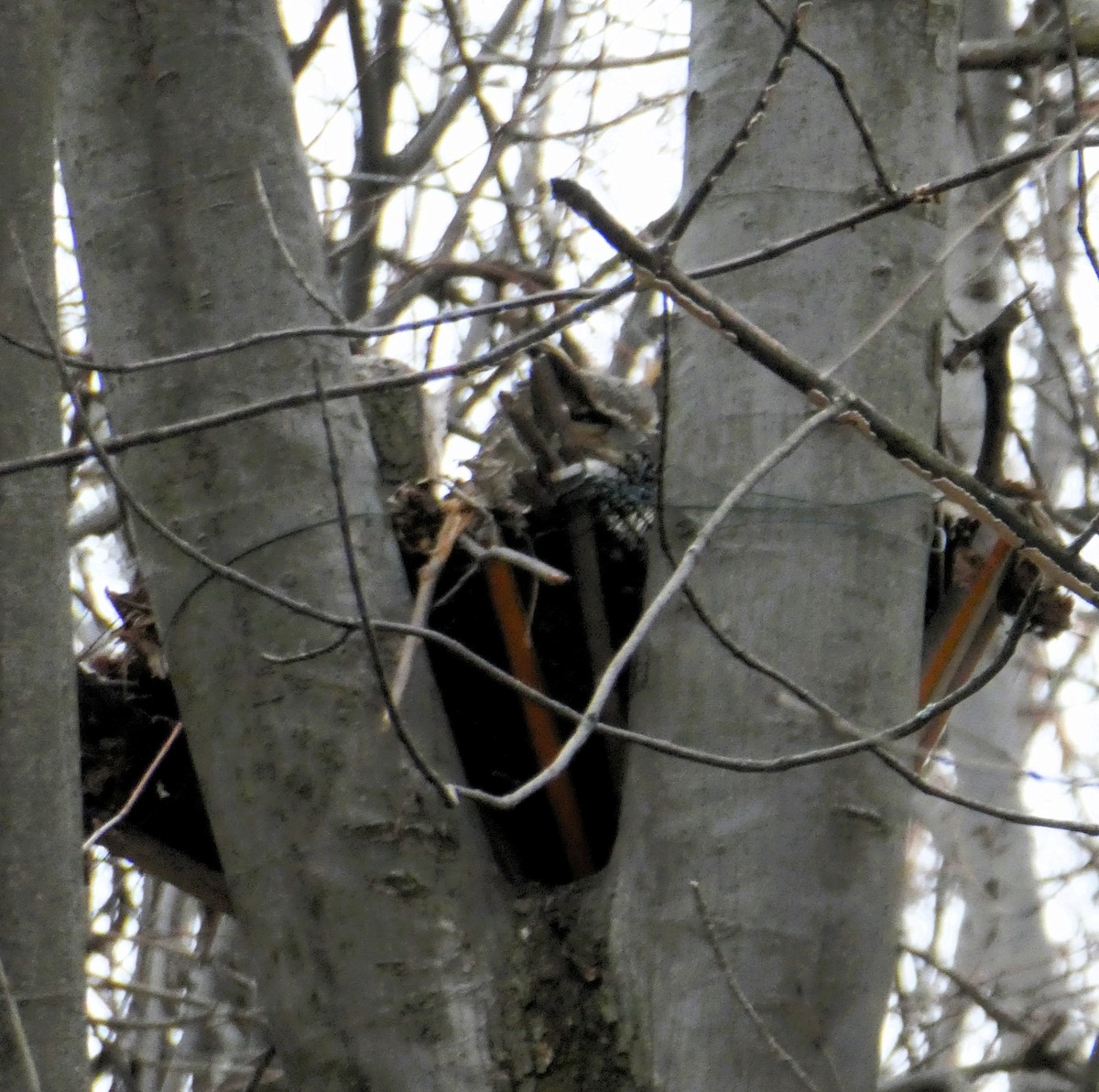 Great Horned Owl - ML620739127