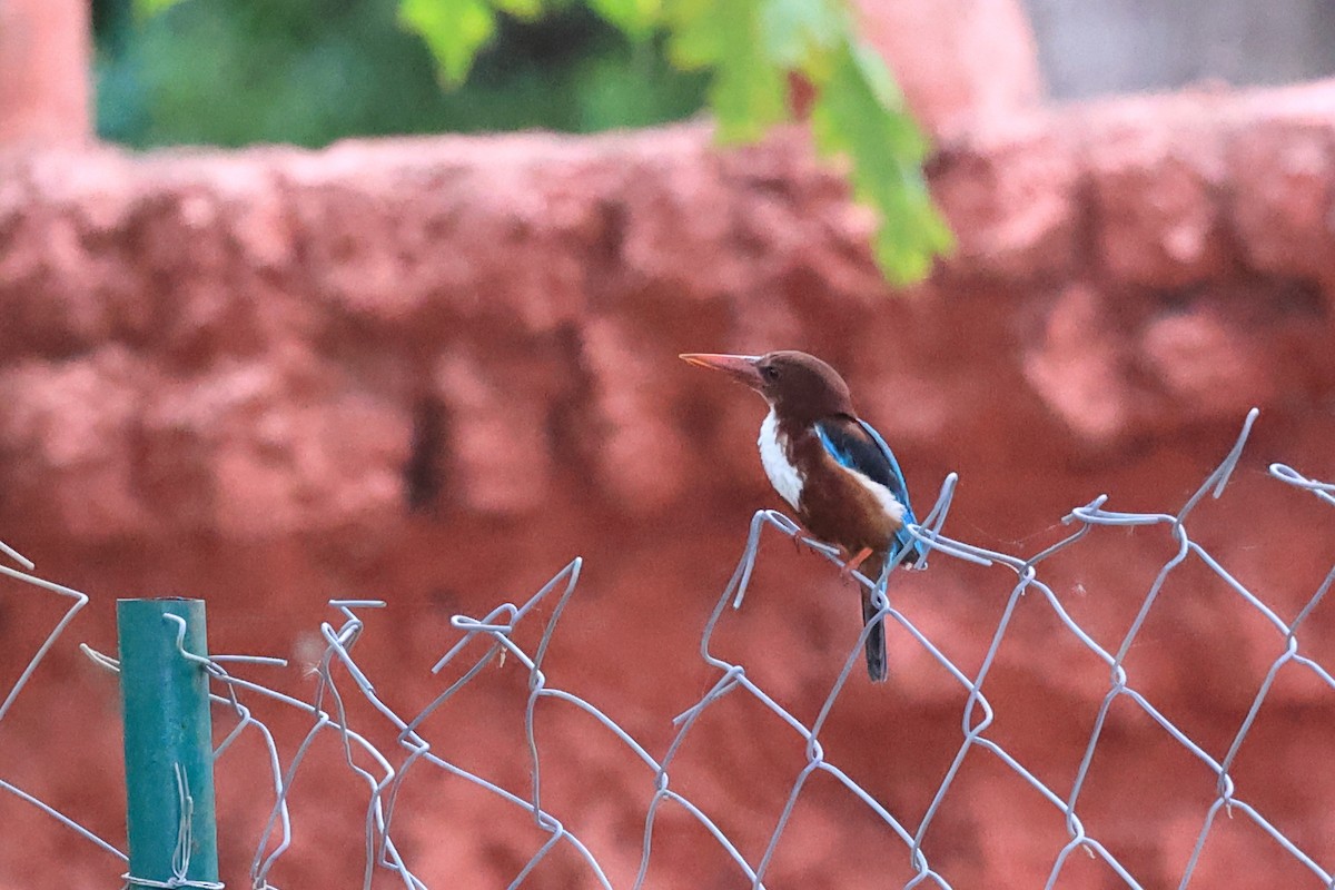 White-throated Kingfisher - ML620739128