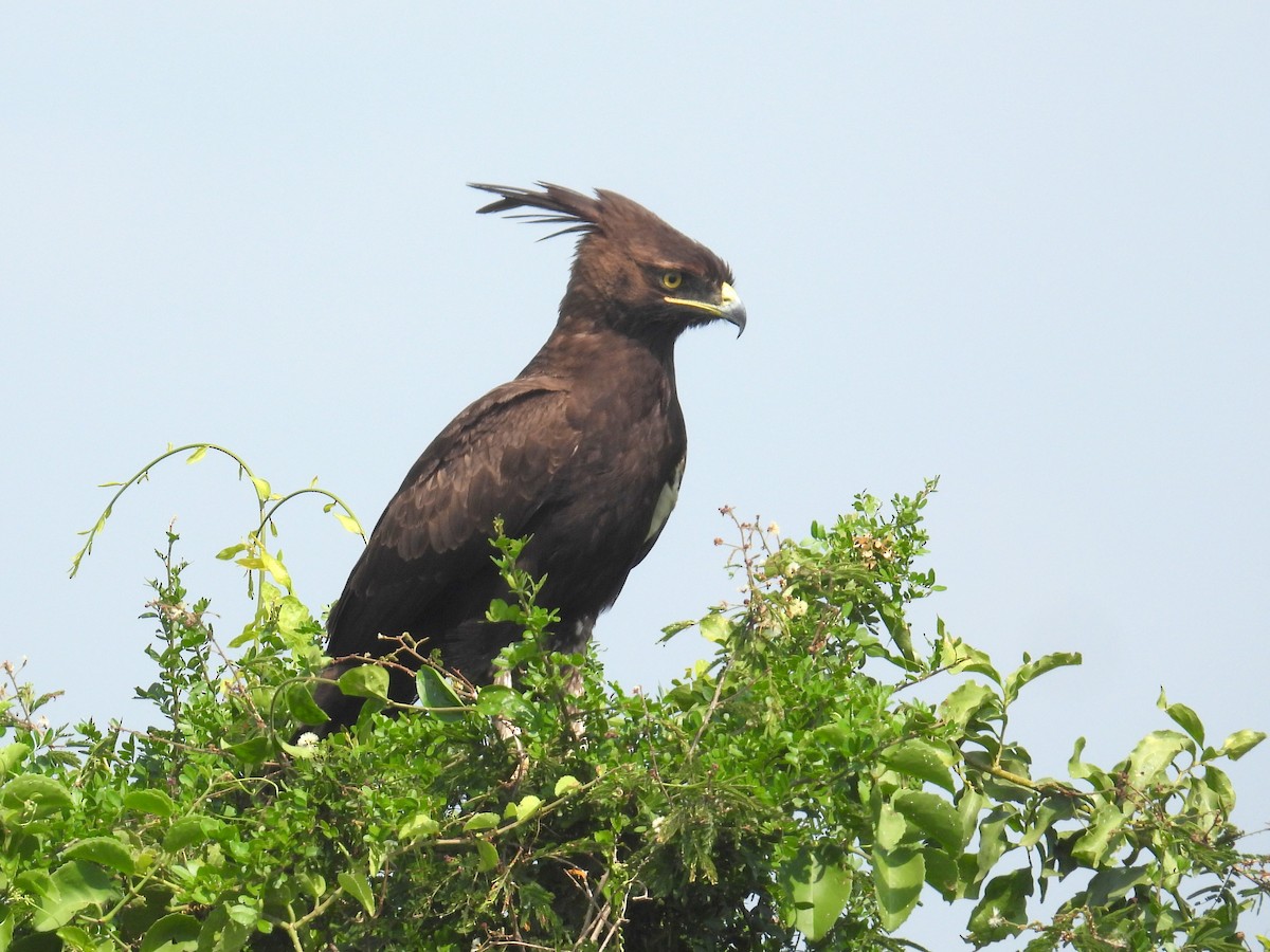 Long-crested Eagle - ML620739129