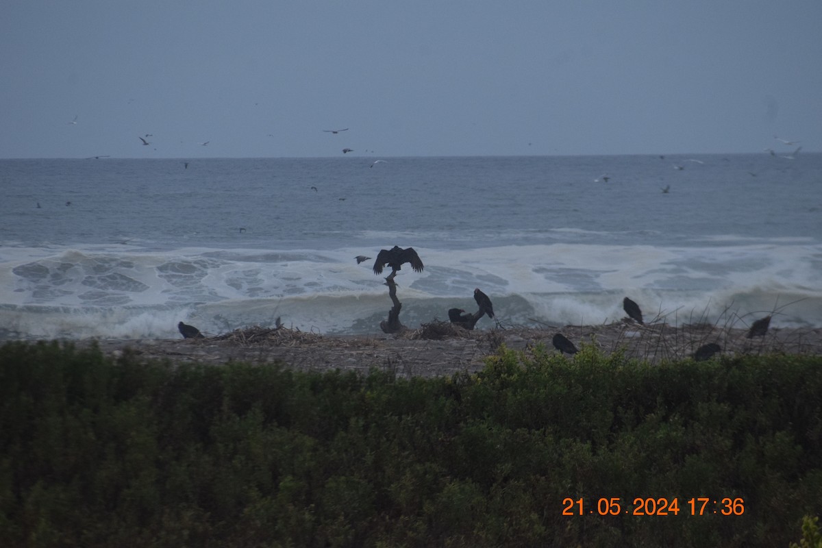 Turkey Vulture - ML620739130