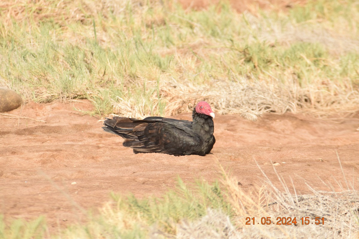 Turkey Vulture - ML620739131