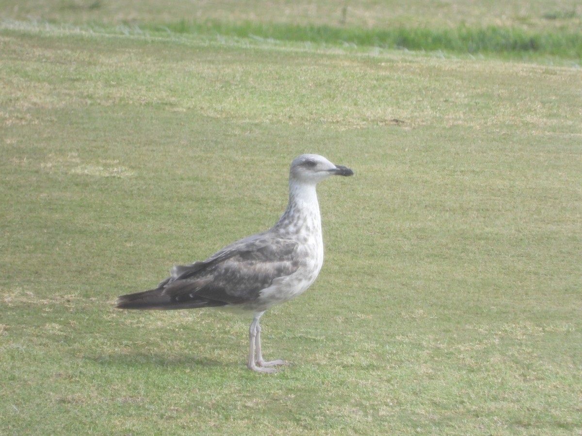 Yellow-legged Gull - stephen  carter