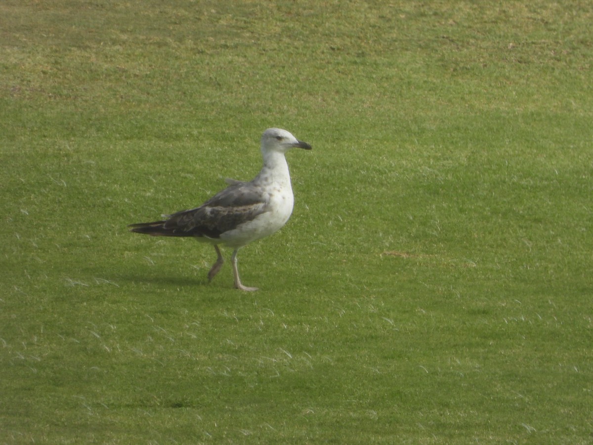 Yellow-legged Gull - ML620739133