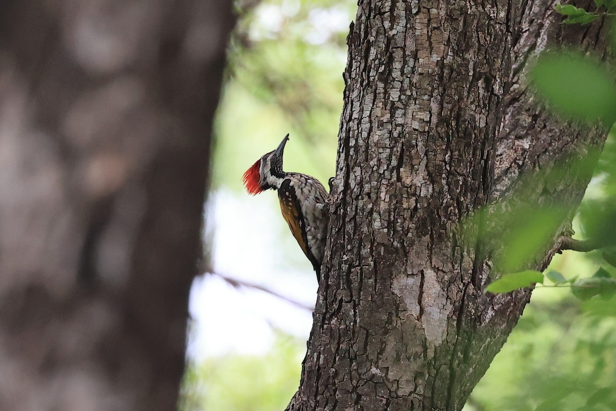 Black-rumped Flameback - ML620739138