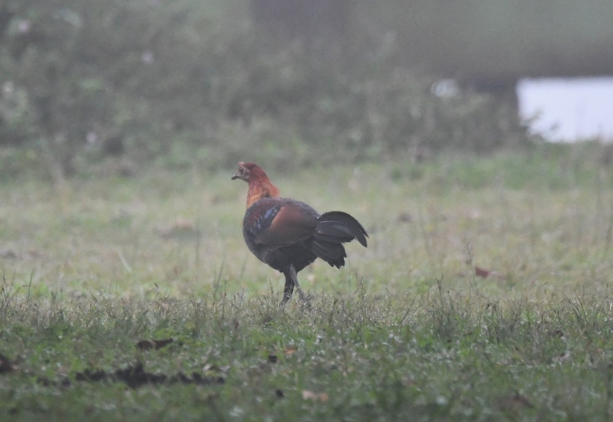 Red Junglefowl - ML620739144